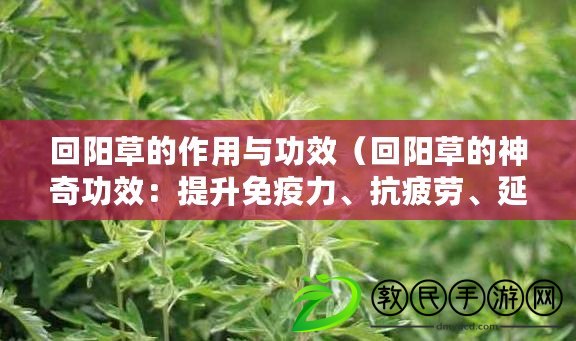 回陽草的作用與功效（回陽草的神奇功效：提升免疫力、抗疲勞、延緩衰老）
