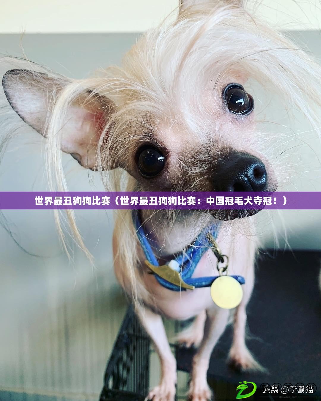 世界最丑狗狗比賽（世界最丑狗狗比賽：中國冠毛犬奪冠?。? title=