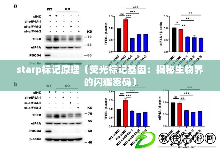 starp標記原理(熒光標記基因:揭秘生物界的閃耀密碼) starp標記原理(熒光標記基因:揭秘生物界的閃耀密碼)